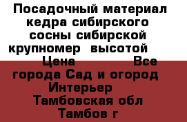 Посадочный материал кедра сибирского (сосны сибирской) крупномер, высотой 3-3.5  › Цена ­ 19 800 - Все города Сад и огород » Интерьер   . Тамбовская обл.,Тамбов г.